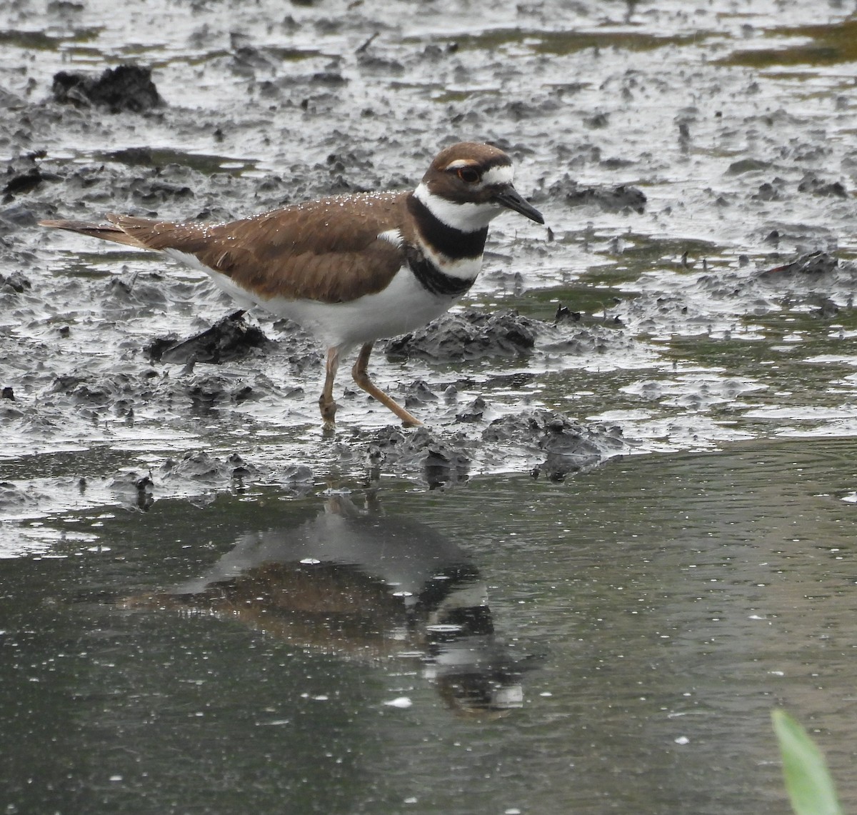 Killdeer - ML646459913