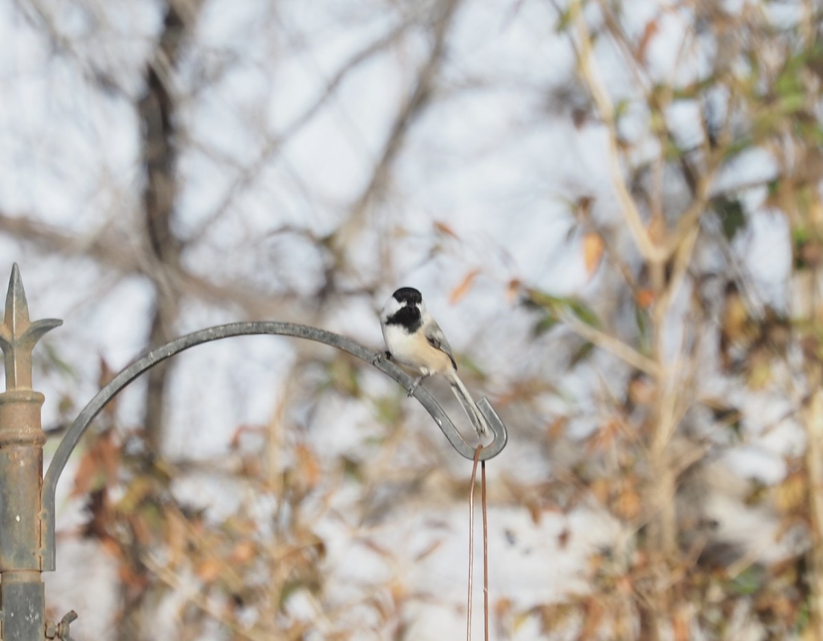 Black-capped Chickadee - ML646459914