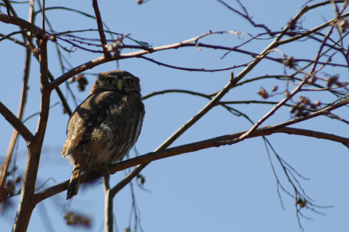 kulíšek patagonský - ML646459915