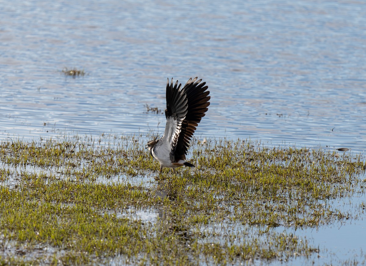 Pavoncella - ML646459916