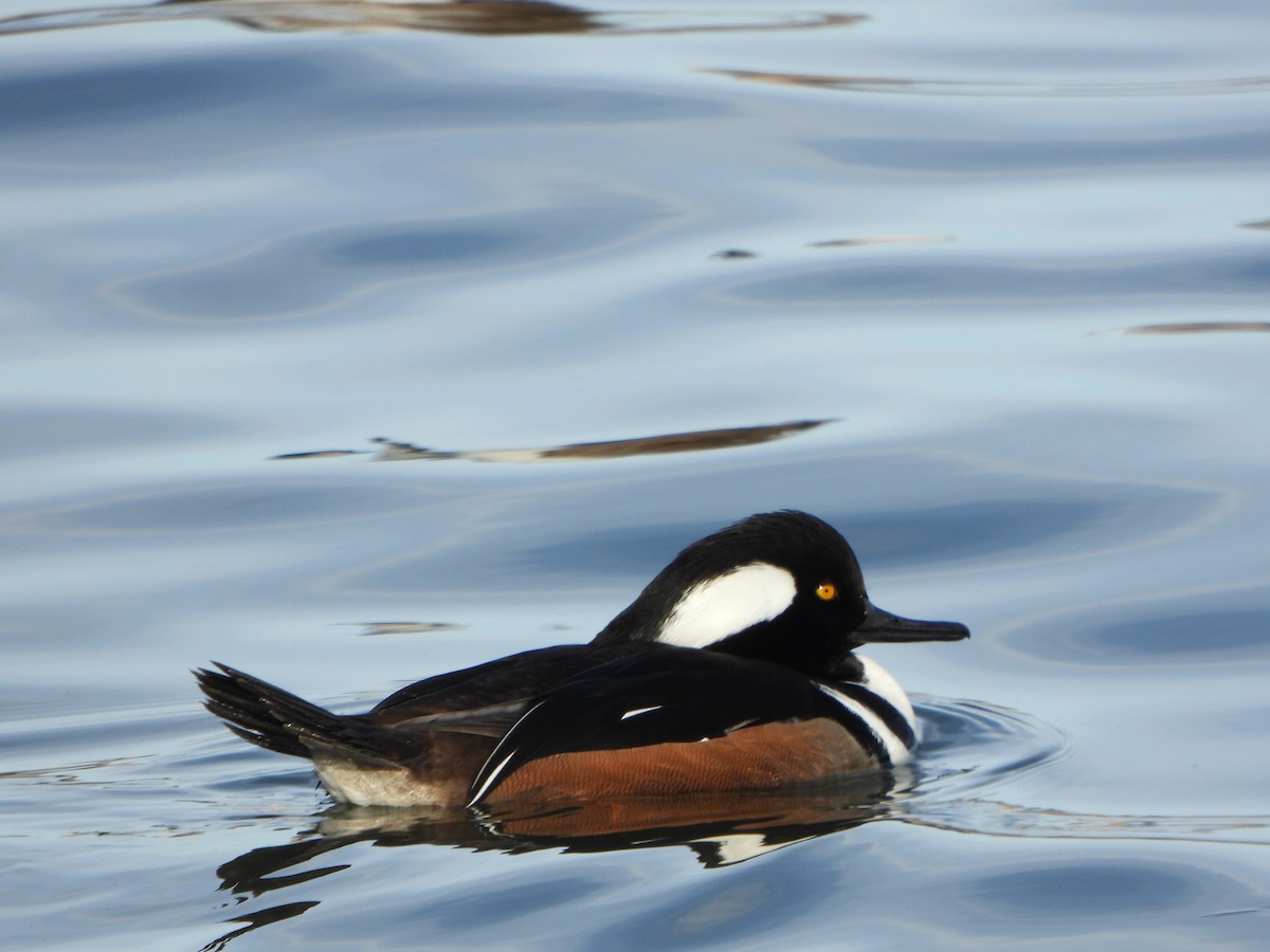 Hooded Merganser - ML646459918