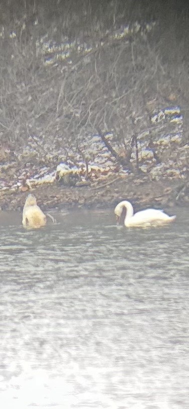 Mute Swan - ML646459919
