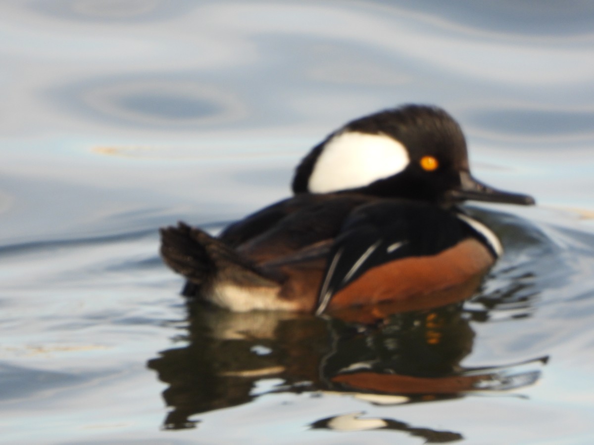 Hooded Merganser - ML646459920