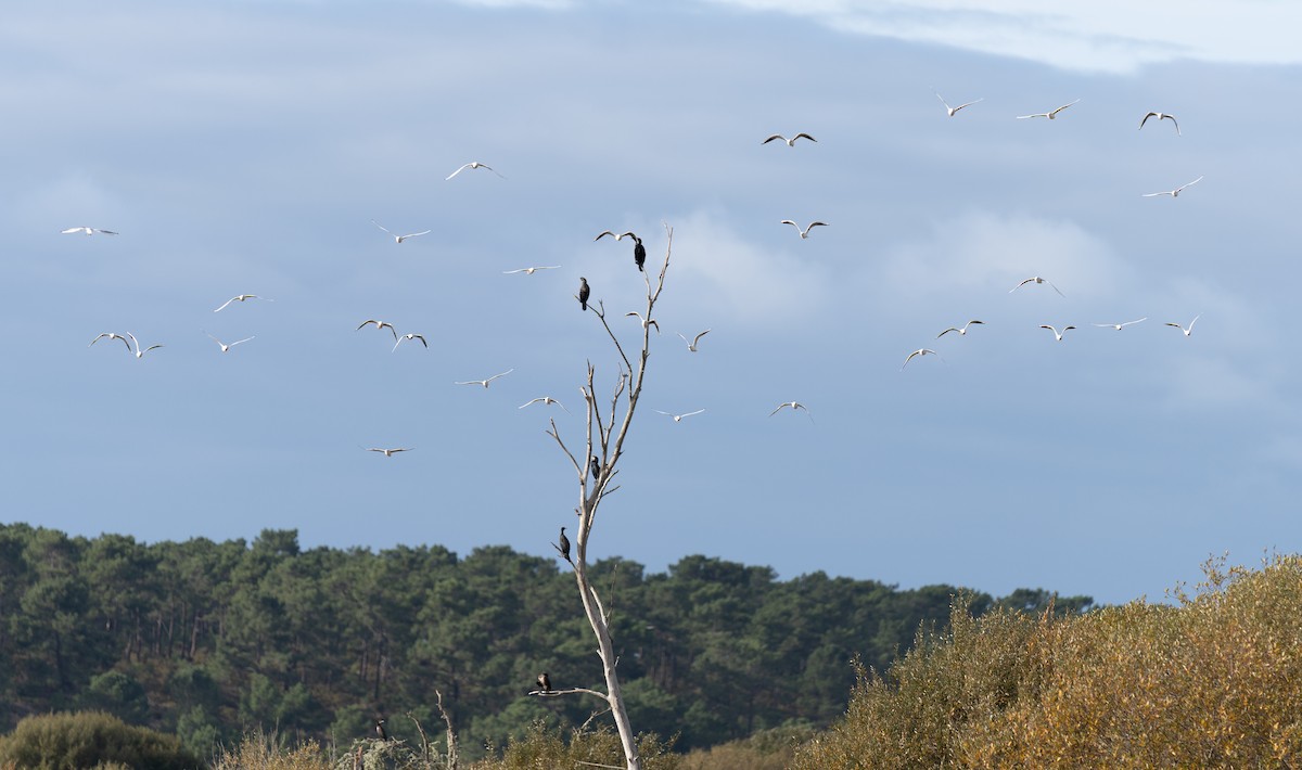 Cormorano - ML646459923