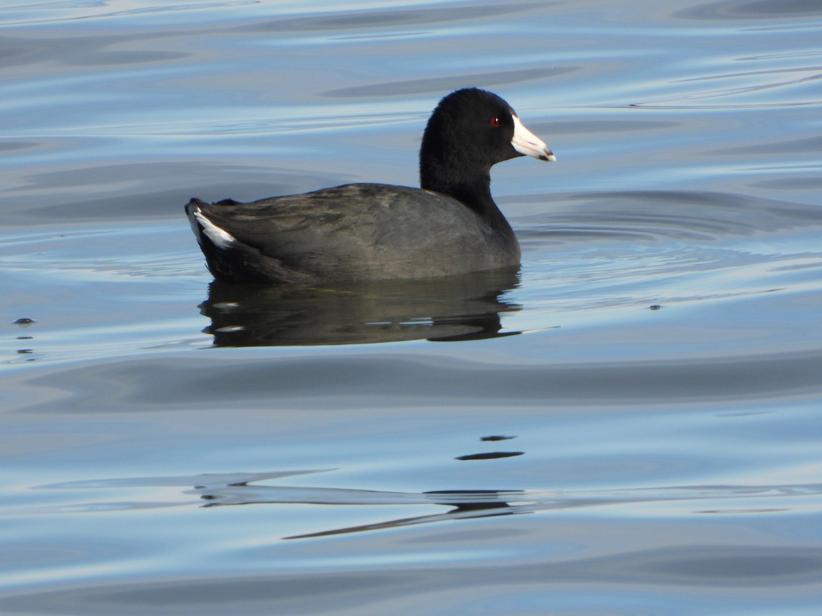 American Coot - ML646459924