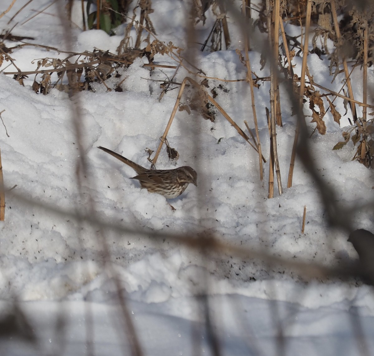 Song Sparrow - ML646459925