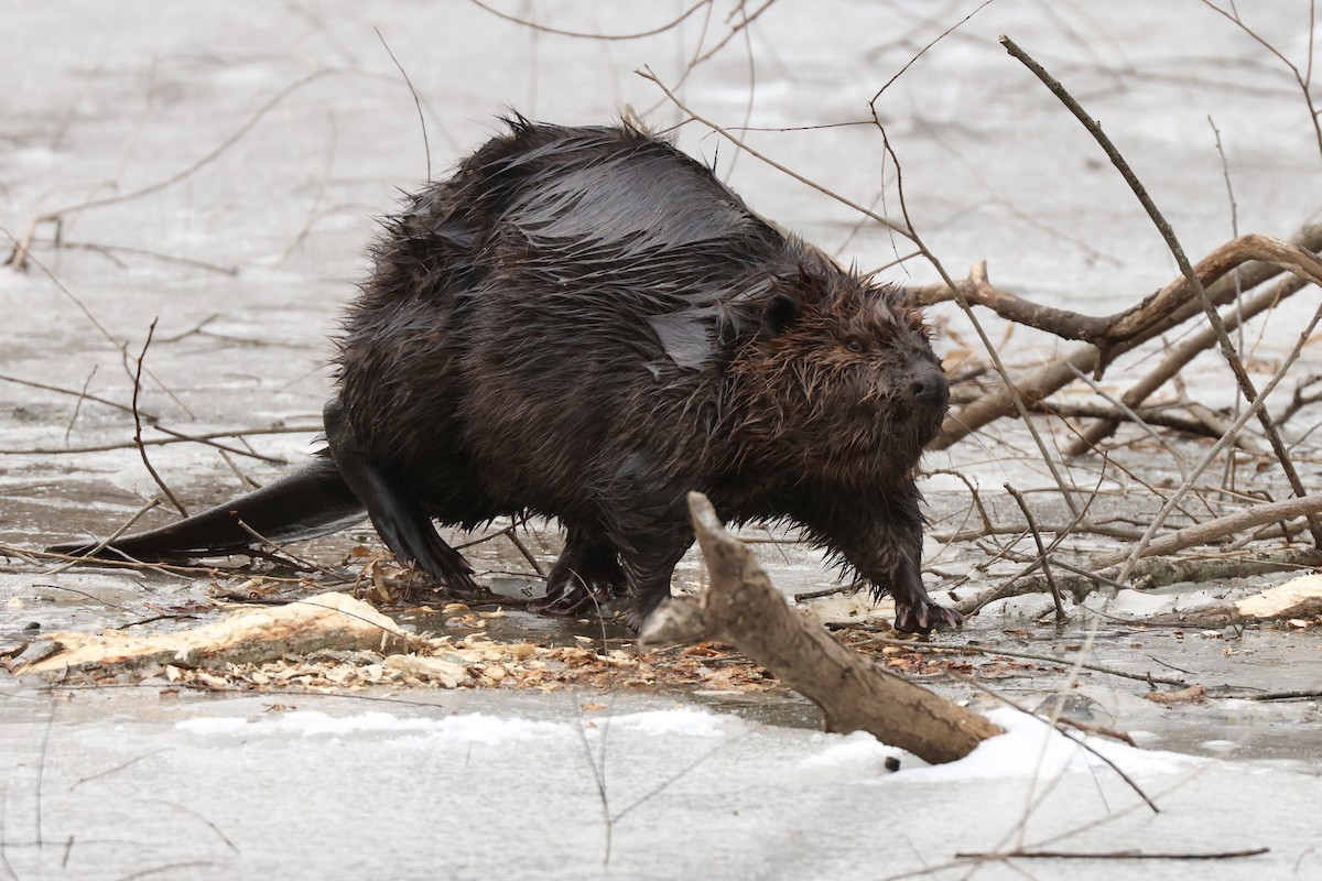 בעלי חיים - ML646459926