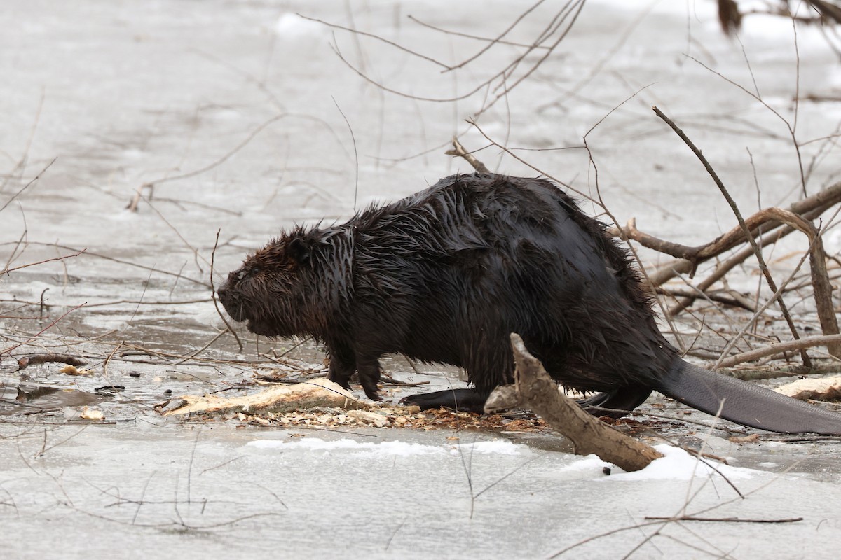 בעלי חיים - ML646459927