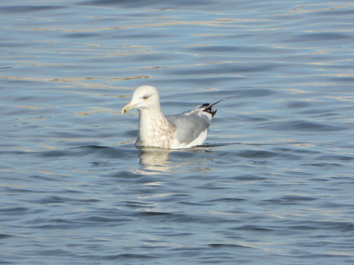 American Herring Gull - ML646459931
