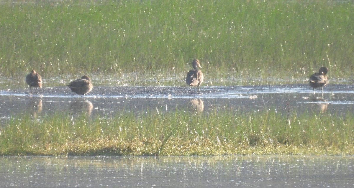 Yellow-billed Pintail (South American) - ML646459932