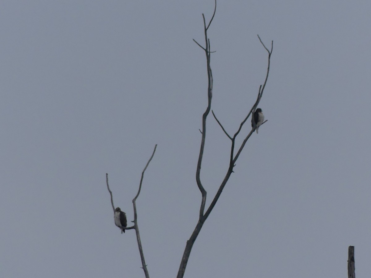 Red-tailed Hawk - ML646459933