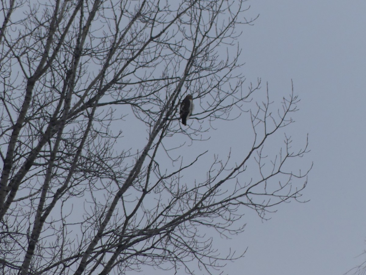 Red-tailed Hawk - ML646459934