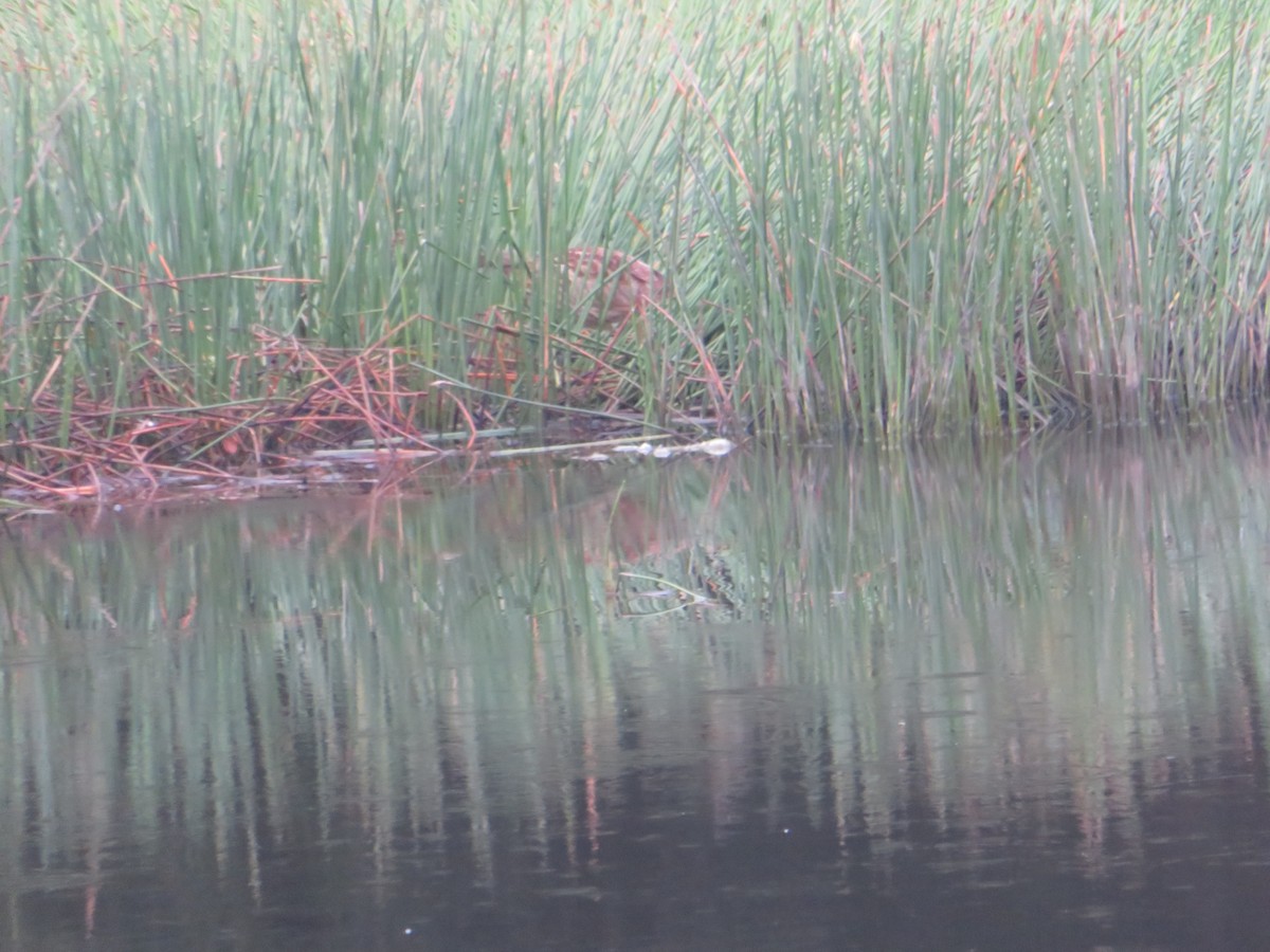 Amerika Balabanı - ML646459942