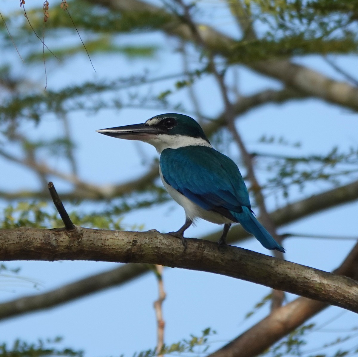 Collared Kingfisher - ML646459943