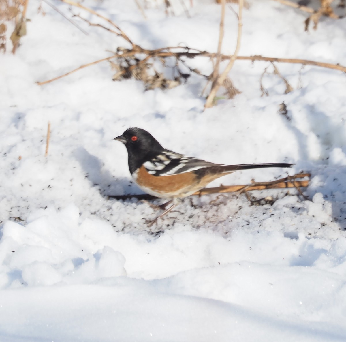 Spotted Towhee - ML646459946