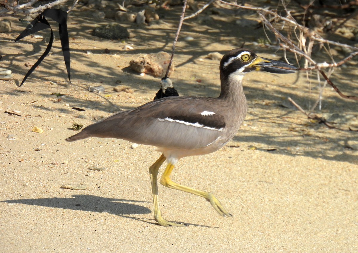 Alcaraván Piquigrueso Australiano - ML646459947