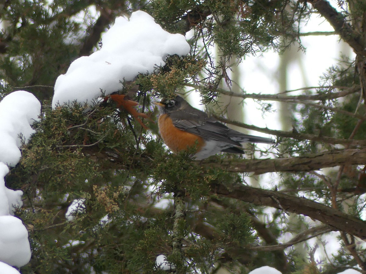 American Robin - ML646459948