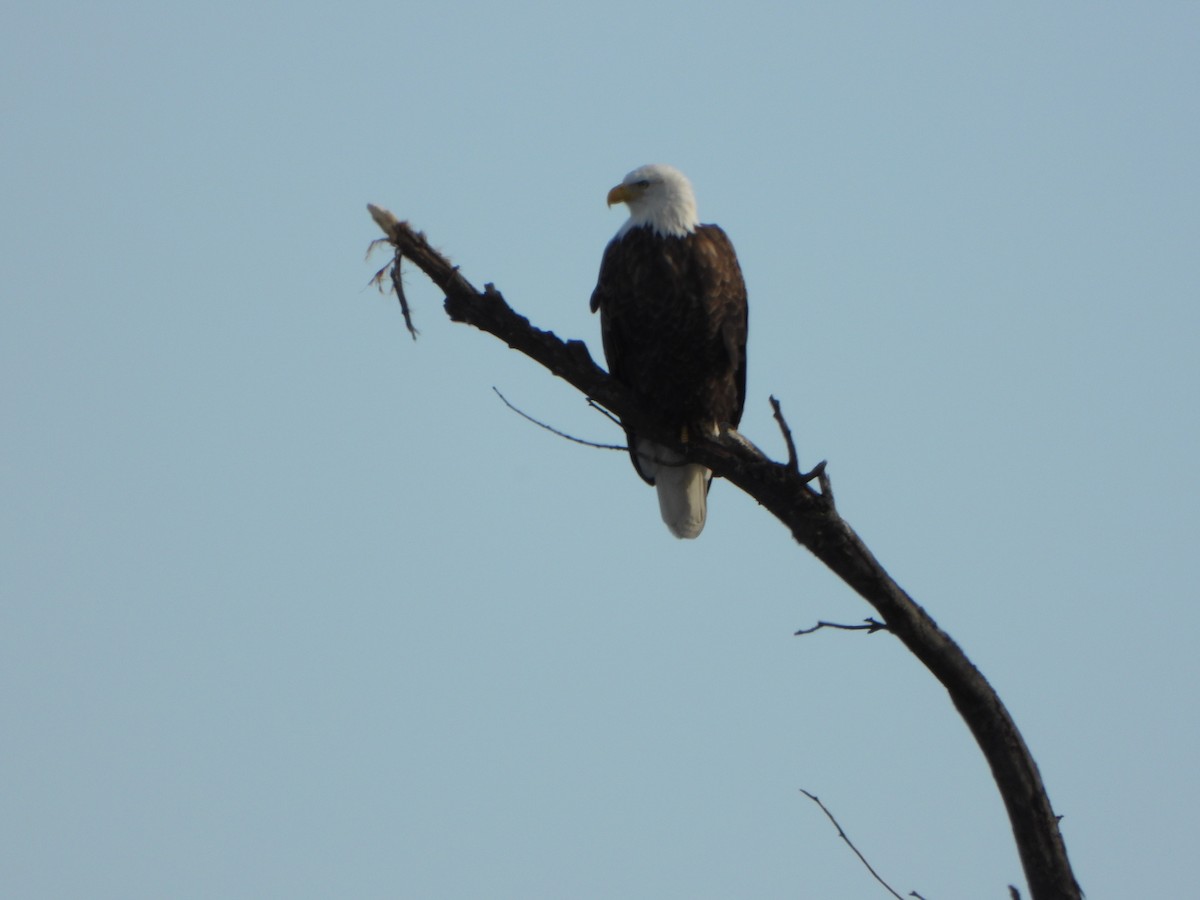 Bald Eagle - ML646459949