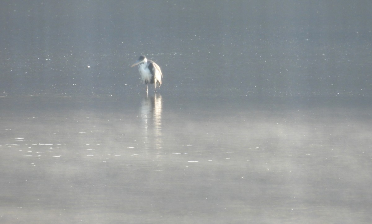 Cocoi Heron - ML646459951