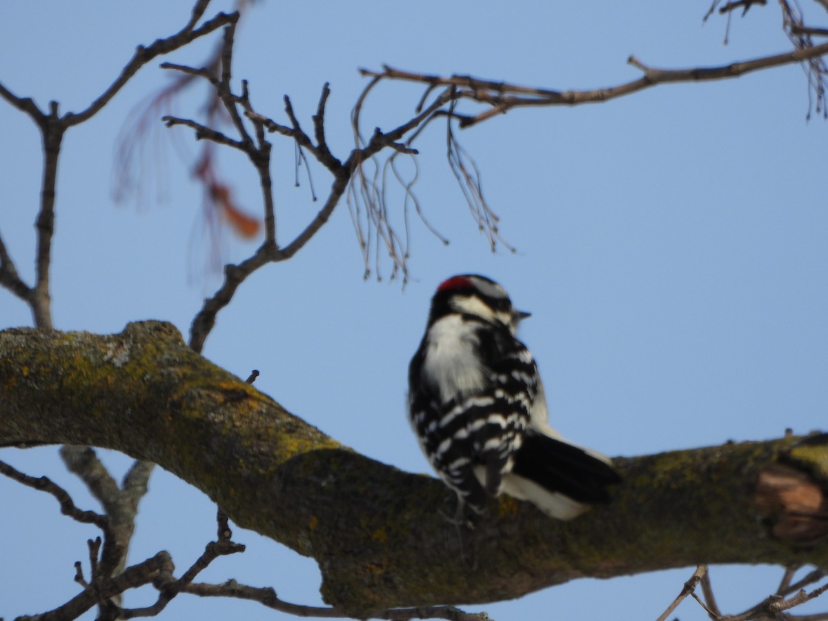 Downy Woodpecker - ML646459960
