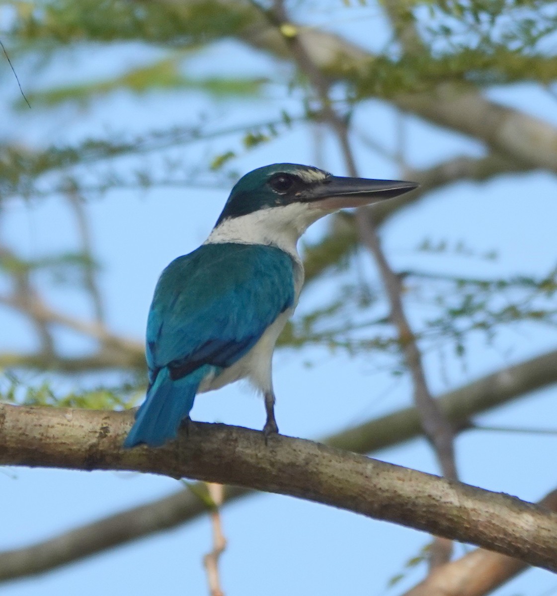 Collared Kingfisher - ML646459961