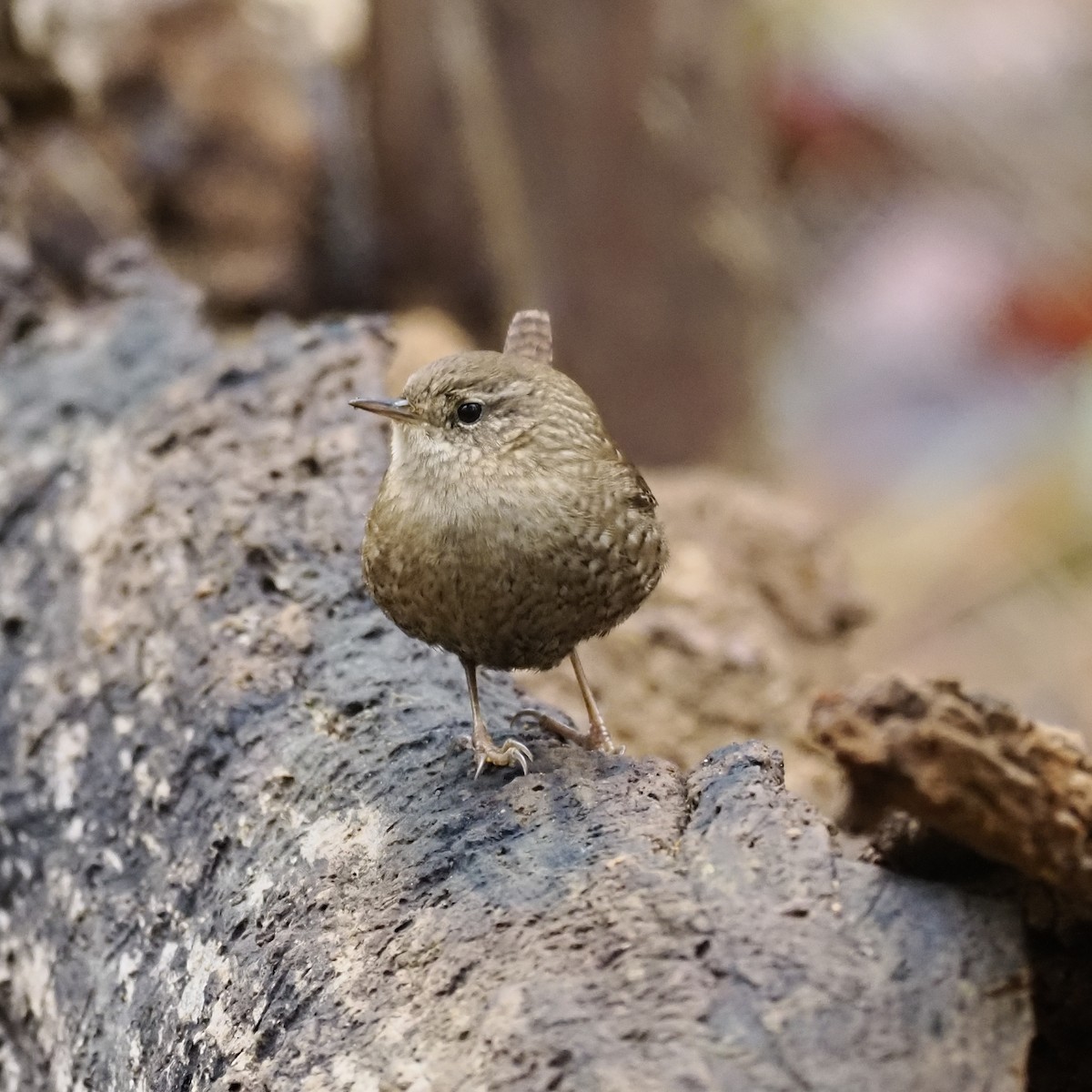 Troglodyte des forêts - ML646459962