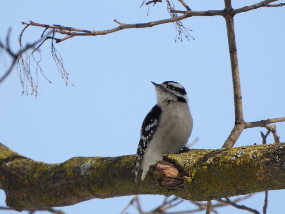 Downy Woodpecker - ML646459963