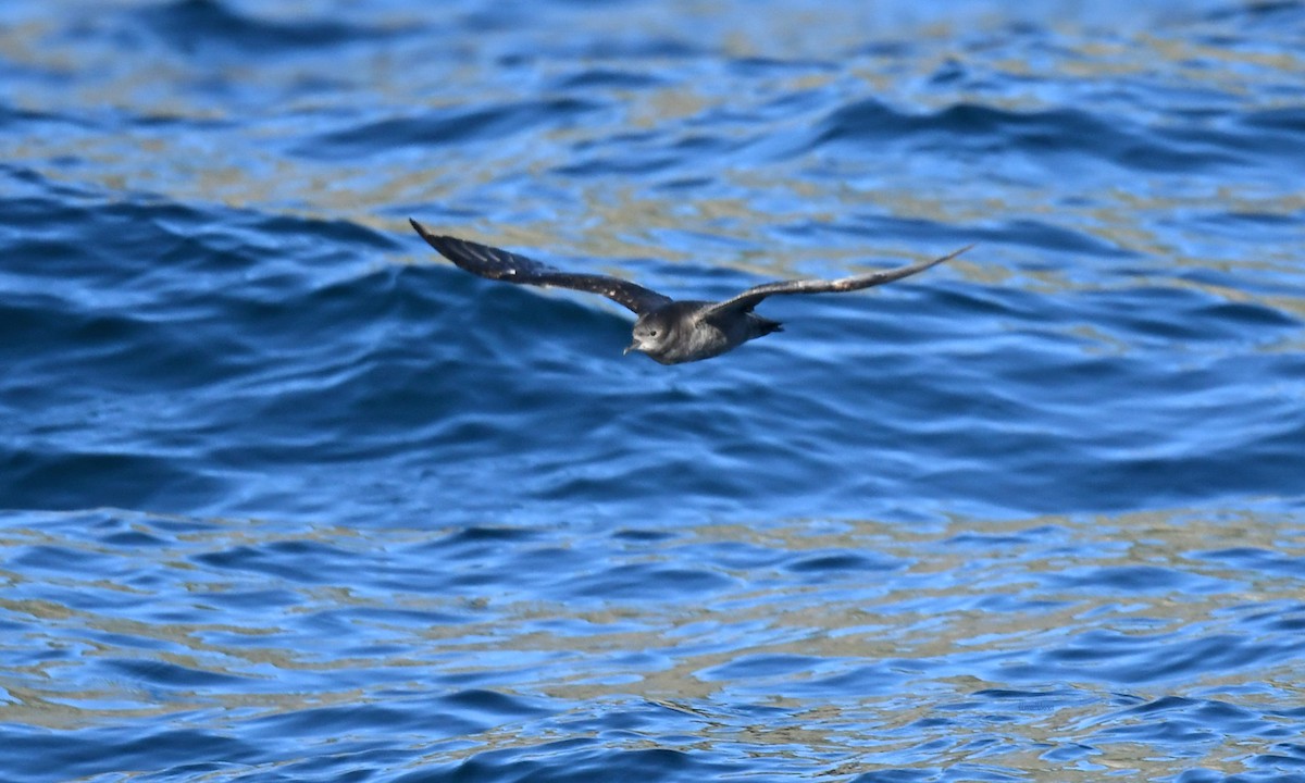 Short-tailed Shearwater - ML646459965