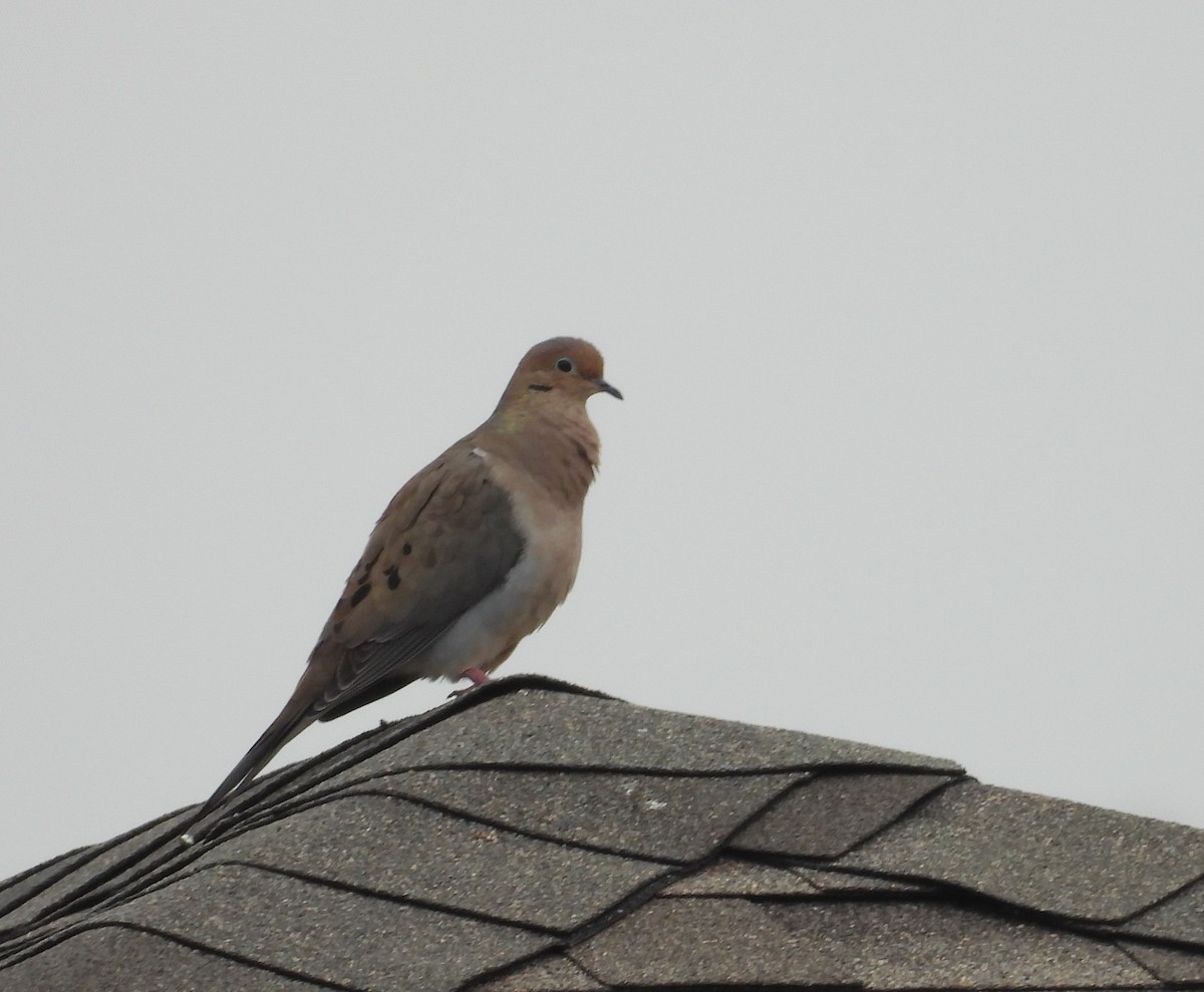 Mourning Dove - ML646459966