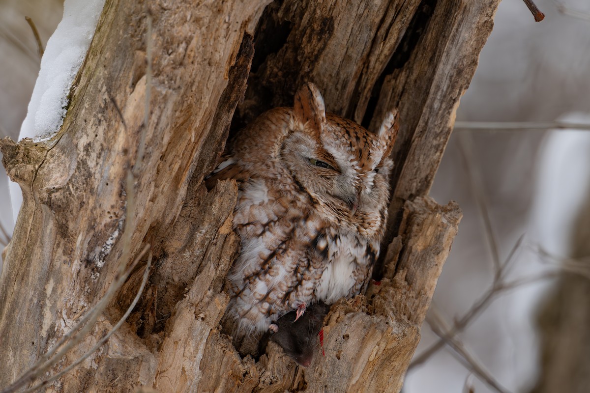 Petit-duc maculé - ML646459970