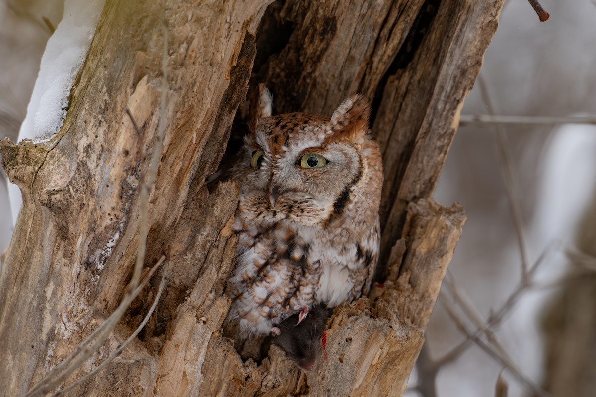 Petit-duc maculé - ML646459972