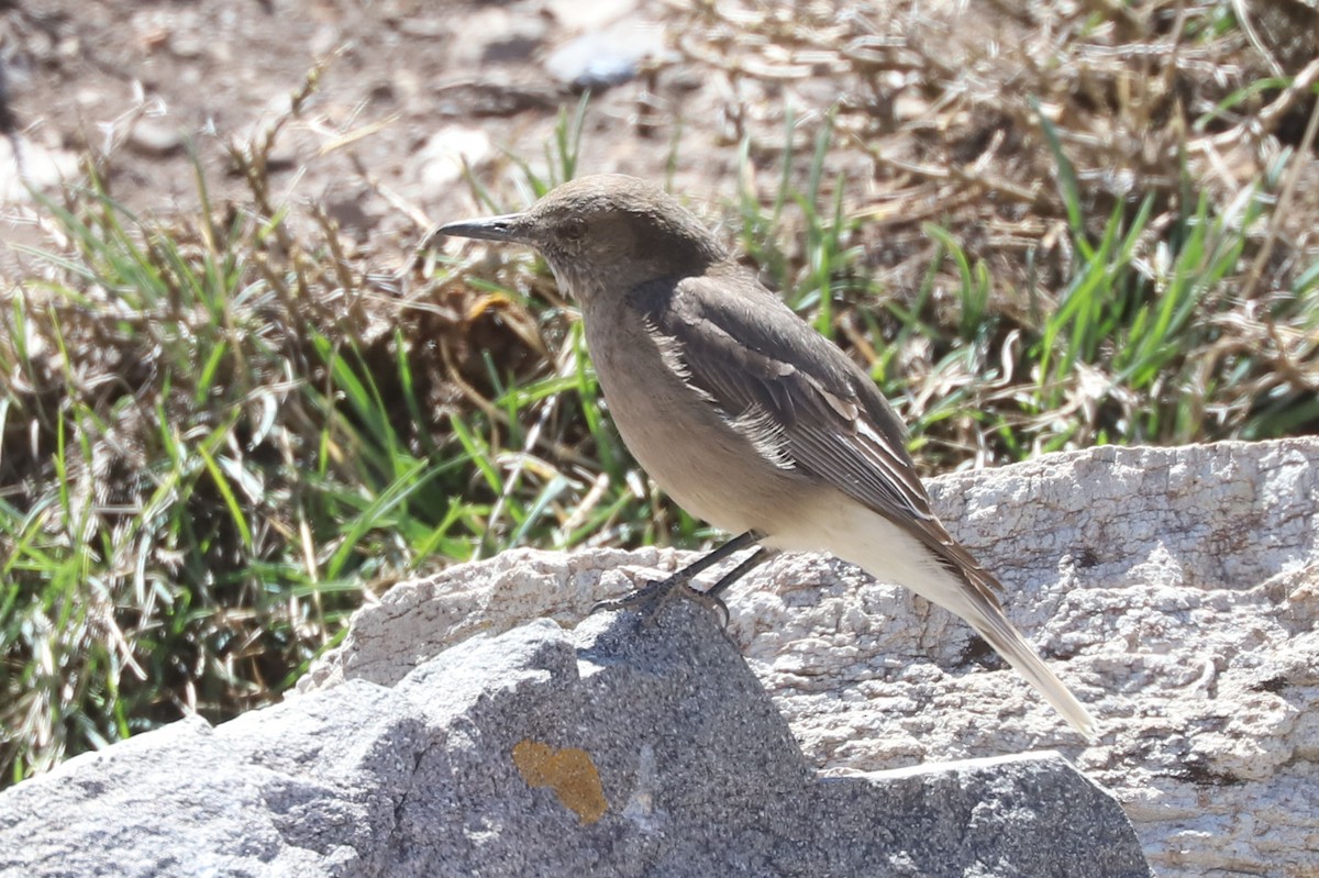 ミヤマモズタイランチョウ - ML646459976