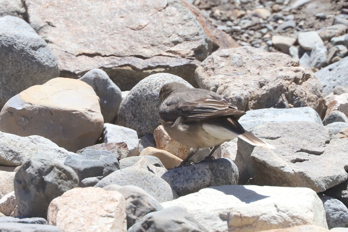 ミヤマモズタイランチョウ - ML646459977