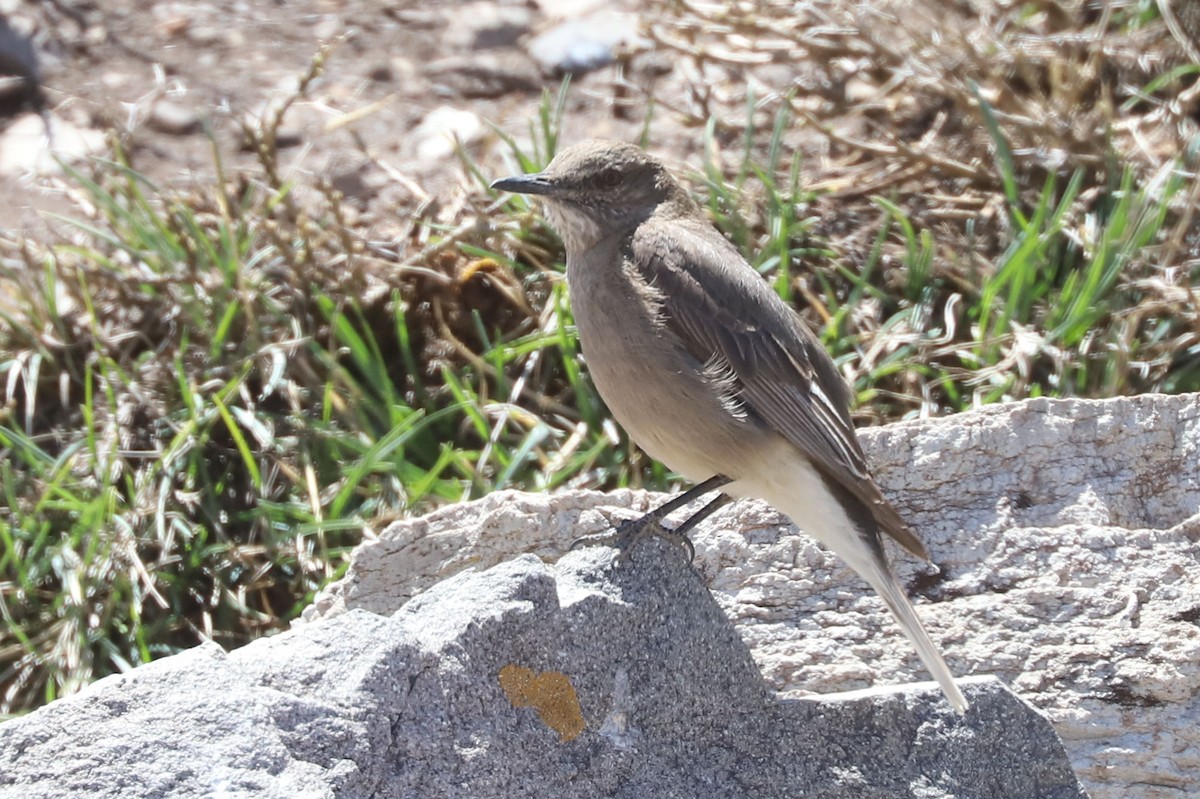 ミヤマモズタイランチョウ - ML646459978