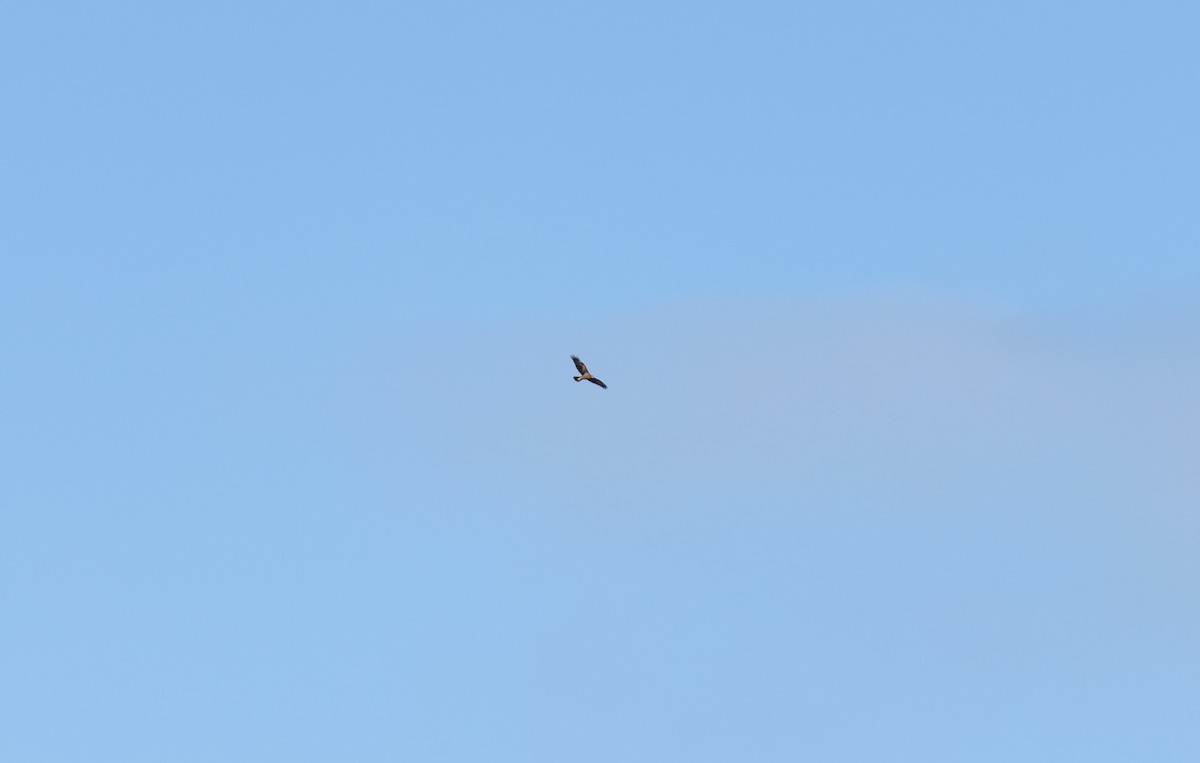 Falco di palude - ML646459979