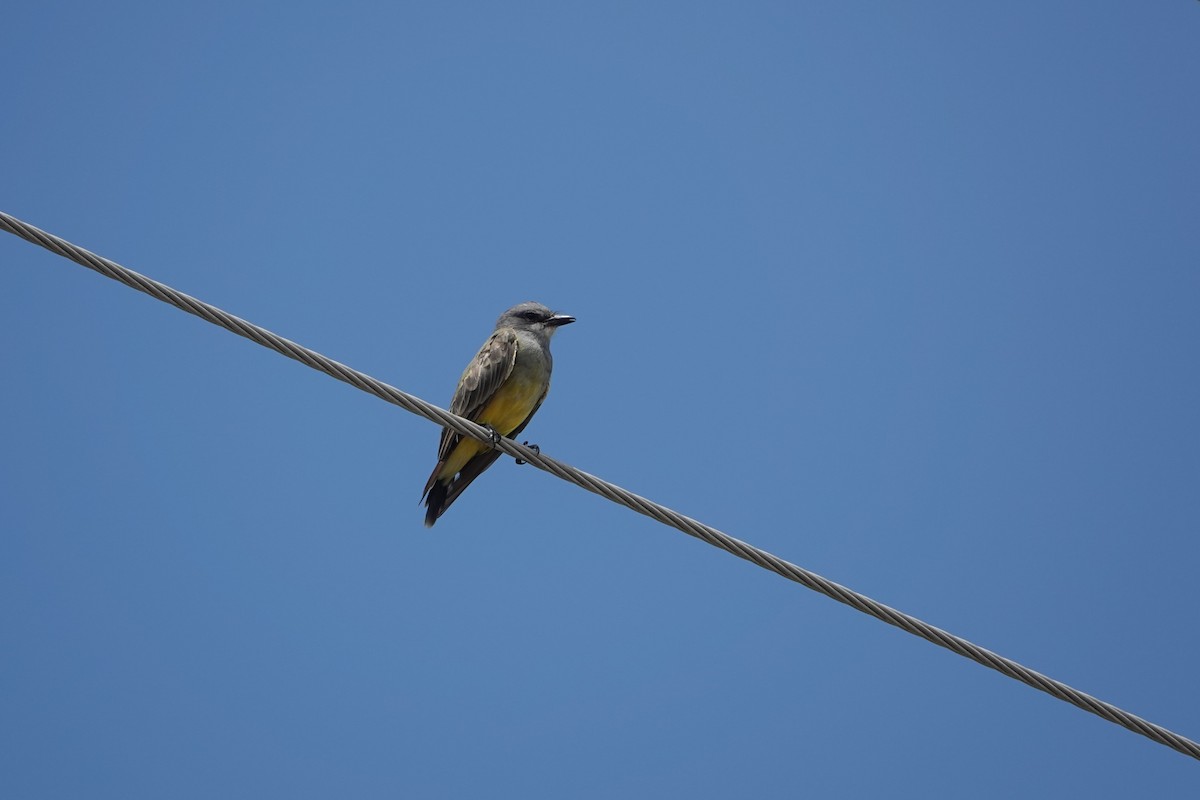 Cassin's Kingbird - ML646459980