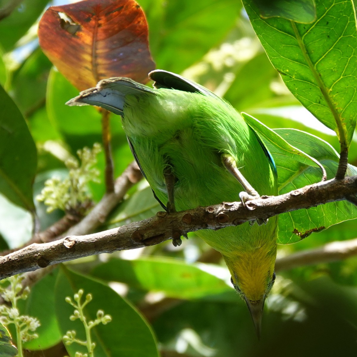 Yellow-throated Leafbird - ML646459981