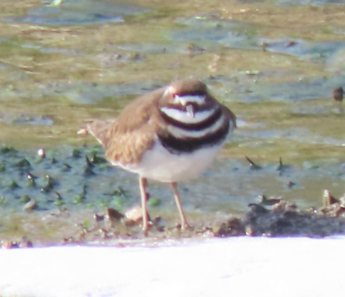 Killdeer - ML646459982