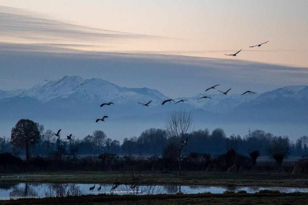 Common Crane - ML646459984