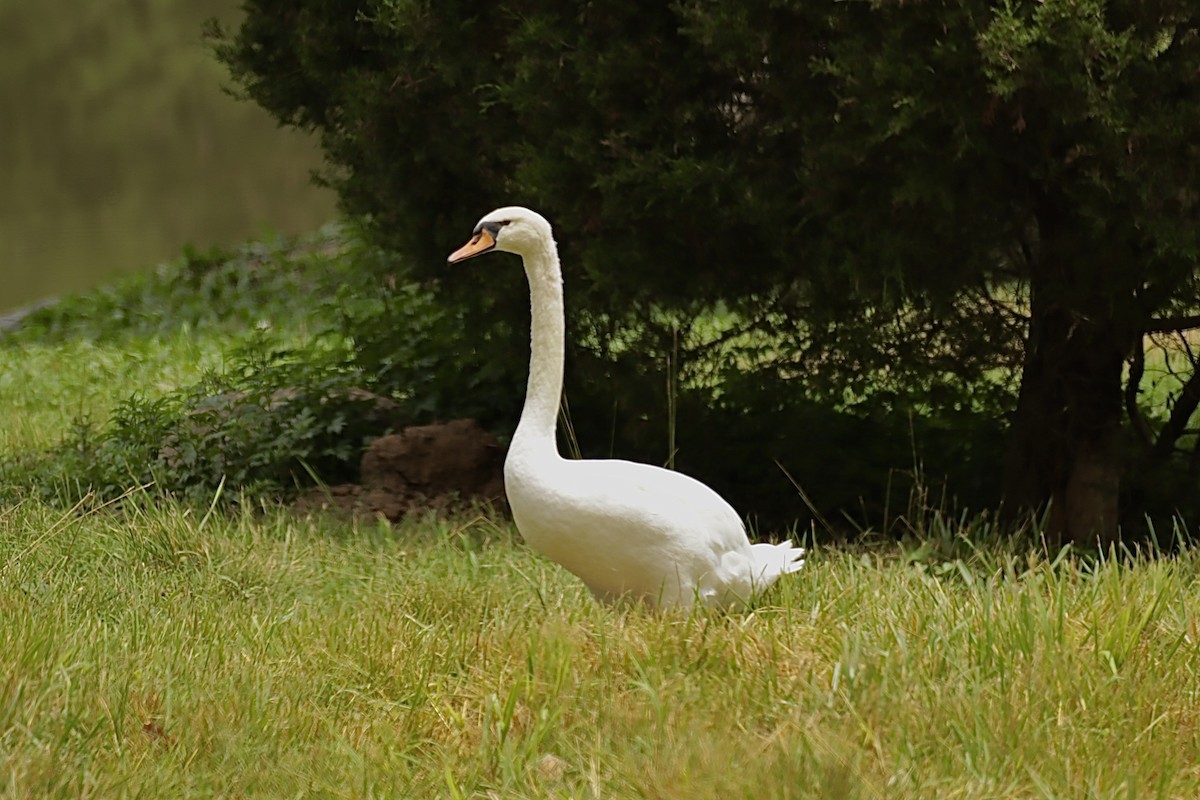 Beltxarga arrunta - ML646459987