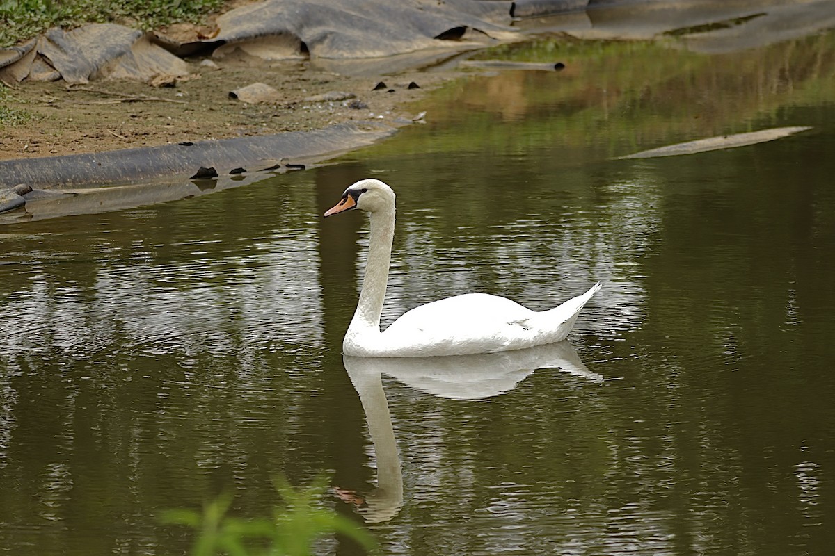 Beltxarga arrunta - ML646459988