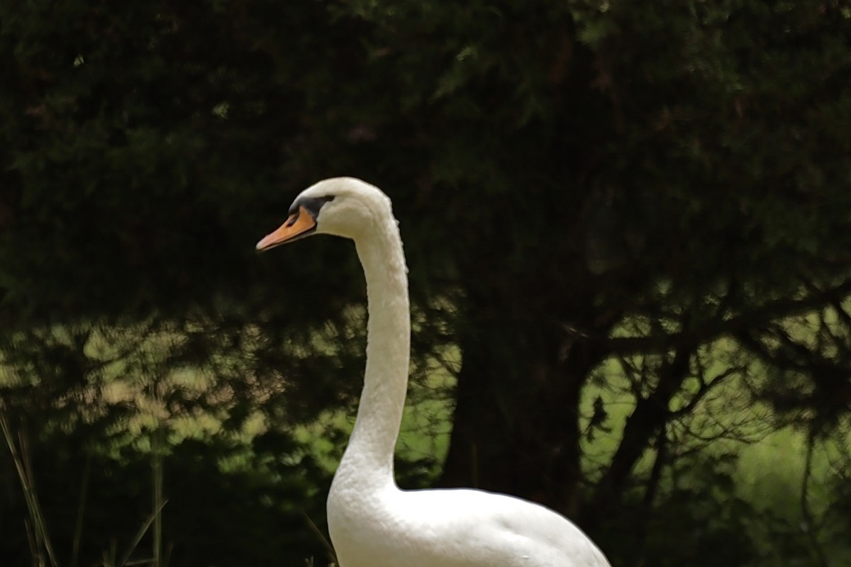 Beltxarga arrunta - ML646459989