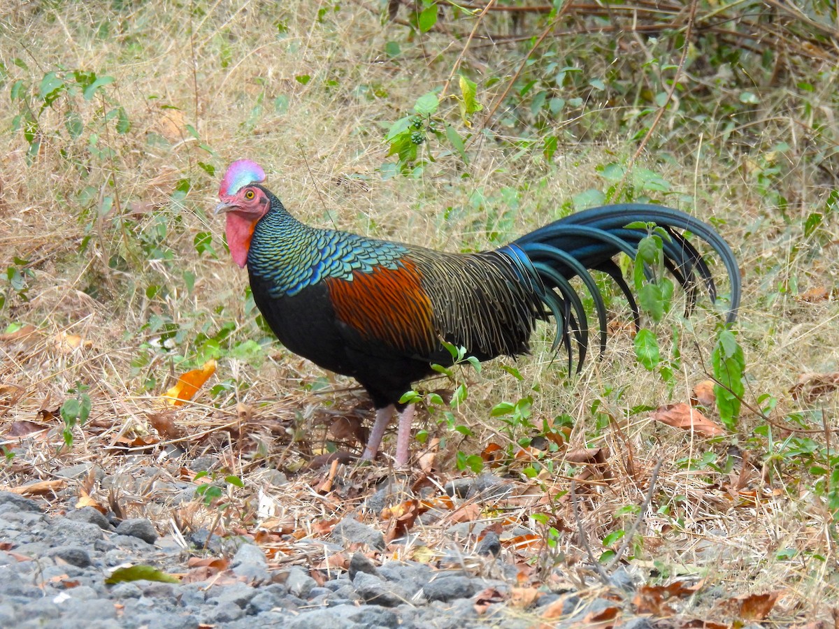 Gallo de Java - ML646459991