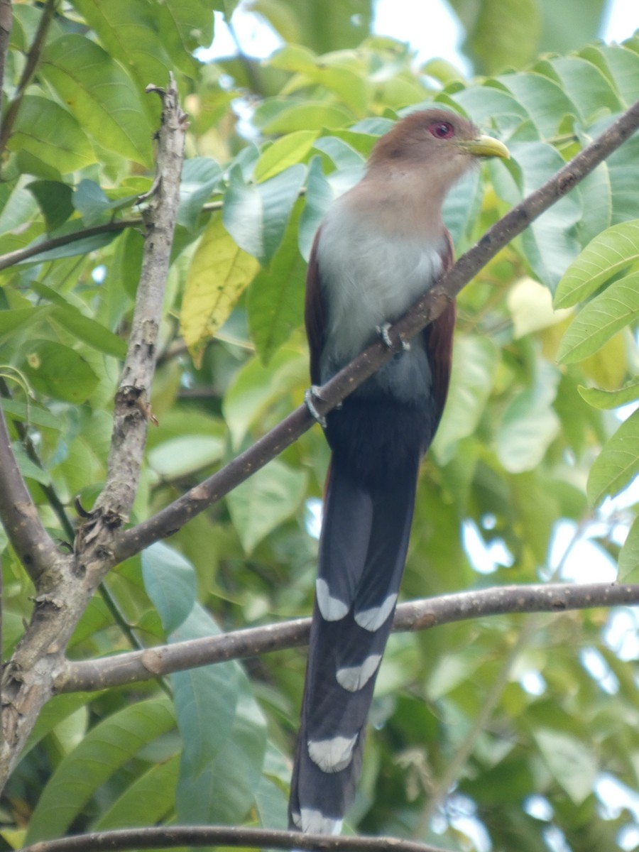 Common Squirrel-Cuckoo (Amazonian) - ML646459994