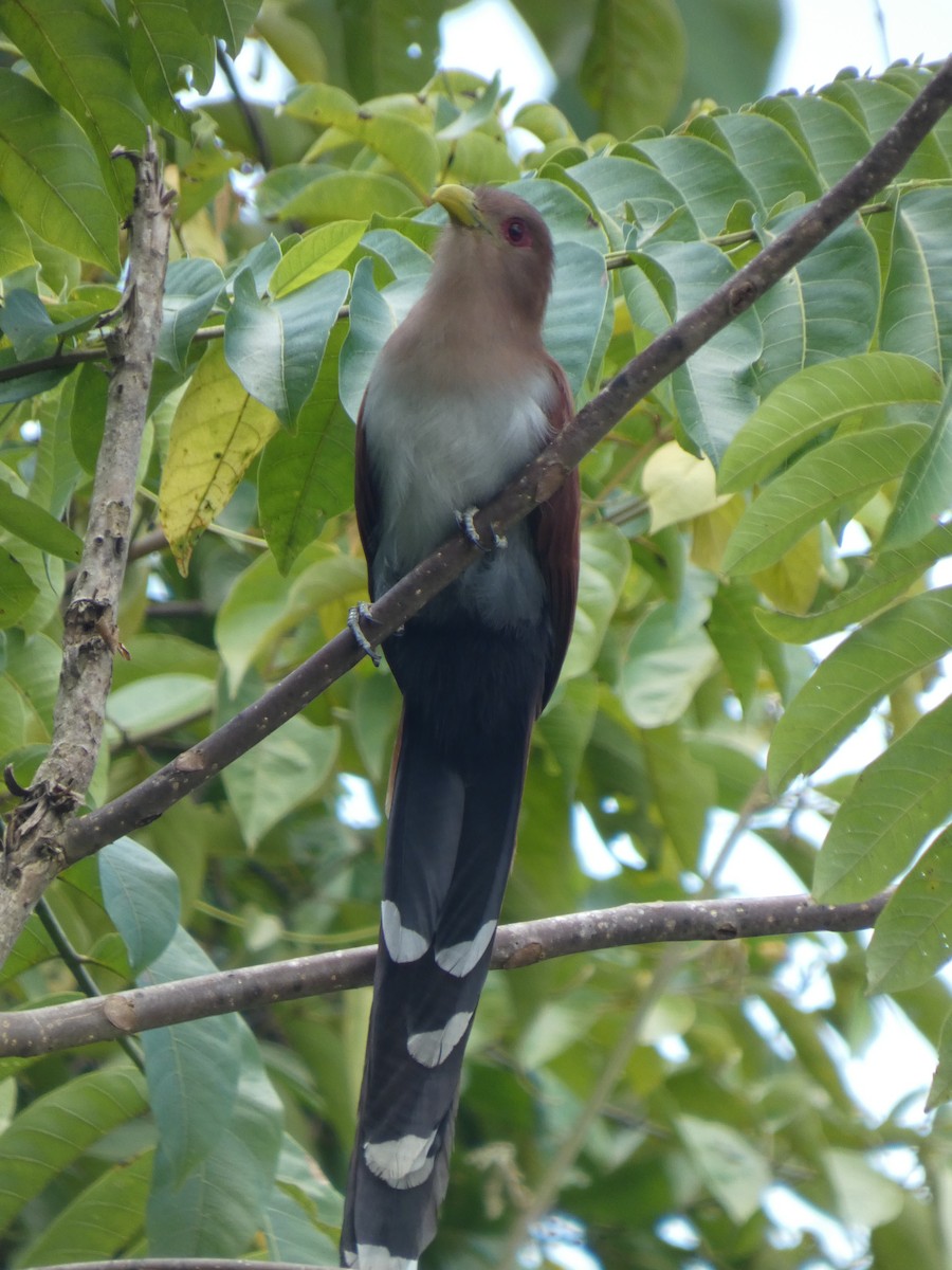 Common Squirrel-Cuckoo (Amazonian) - ML646459995