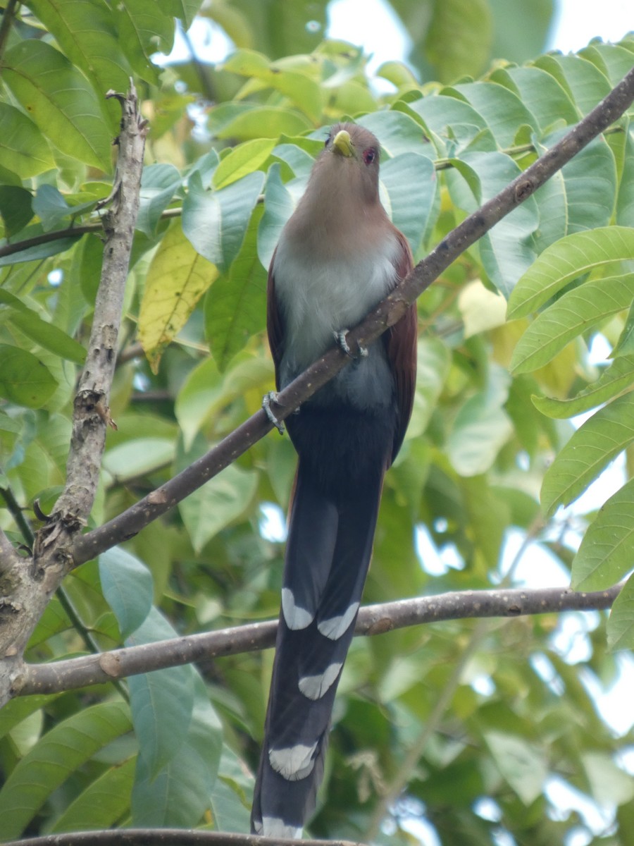 Common Squirrel-Cuckoo (Amazonian) - ML646459997