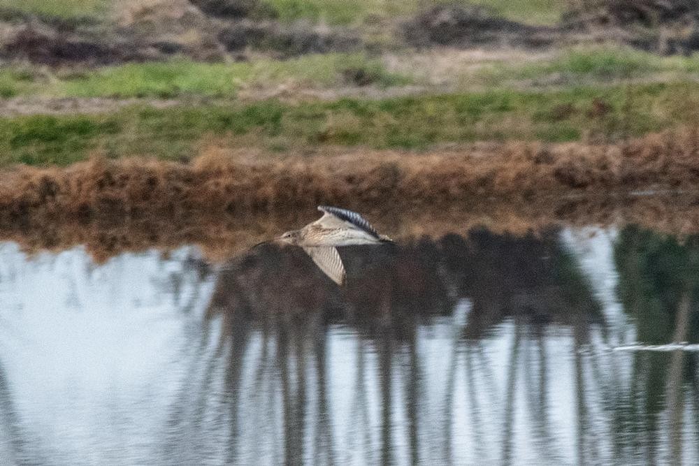 Eurasian Curlew - ML646459998