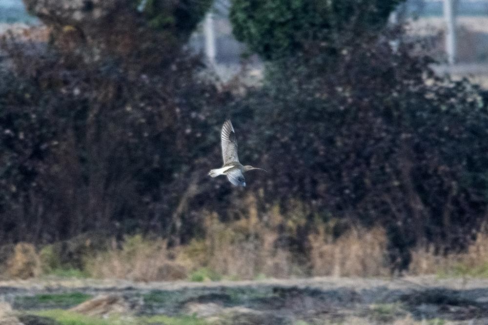 Eurasian Curlew - ML646459999