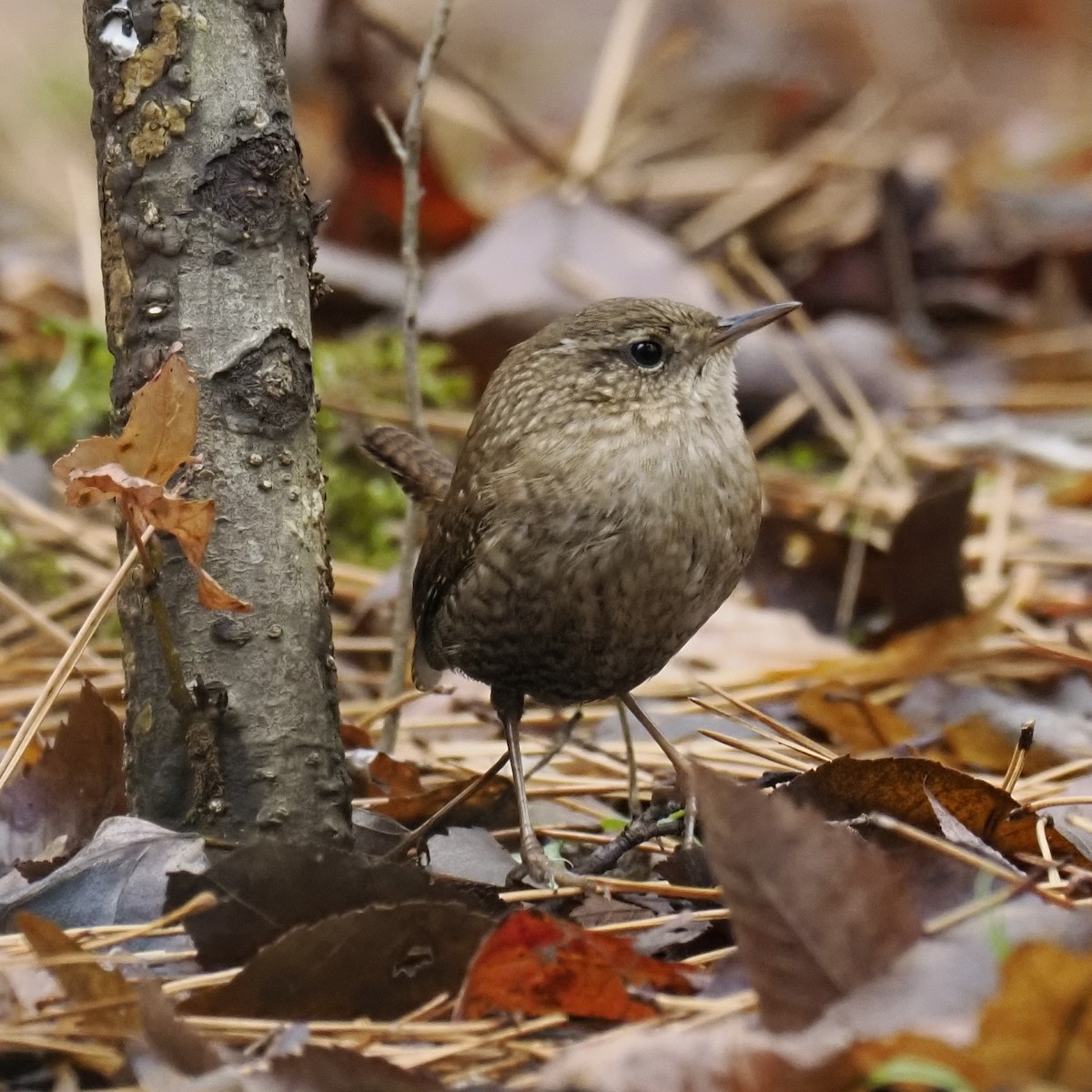 Troglodyte des forêts - ML646460003