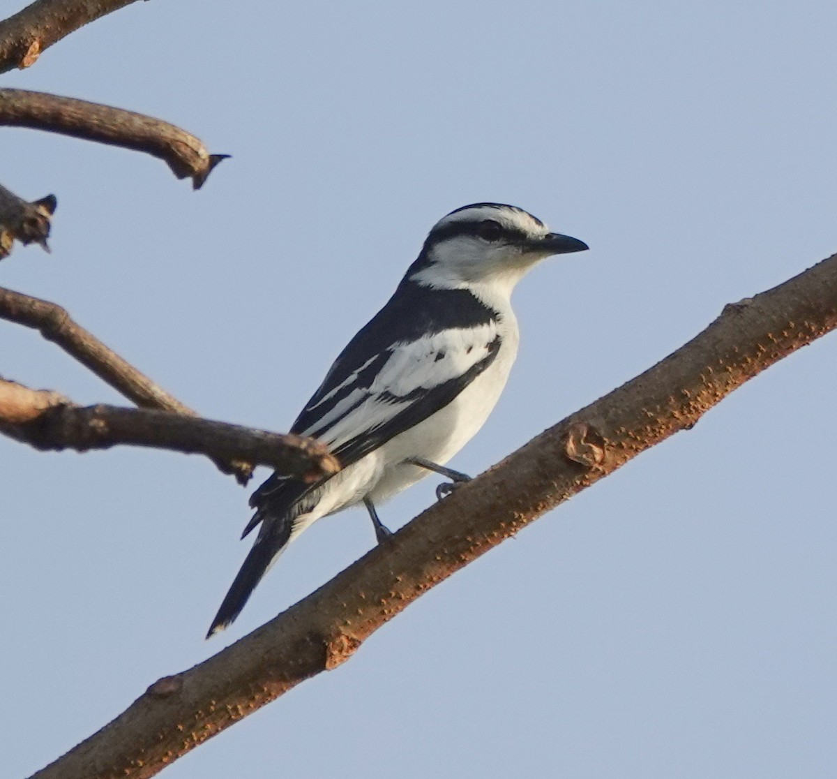 Pied Triller - ML646460010